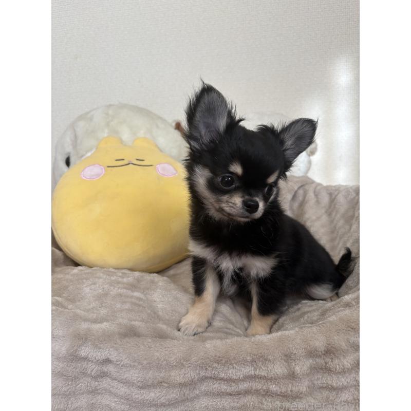 販売中の群馬県のチワワ(ロングコート)-435538の3枚目