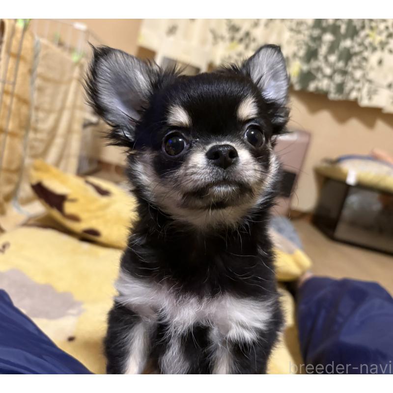 販売中の群馬県のチワワ(ロングコート)-435538の2枚目