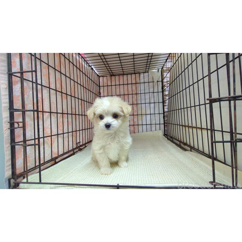 販売中の茨城県のチワマル:チワワ×マルチーズ-435539の5枚目