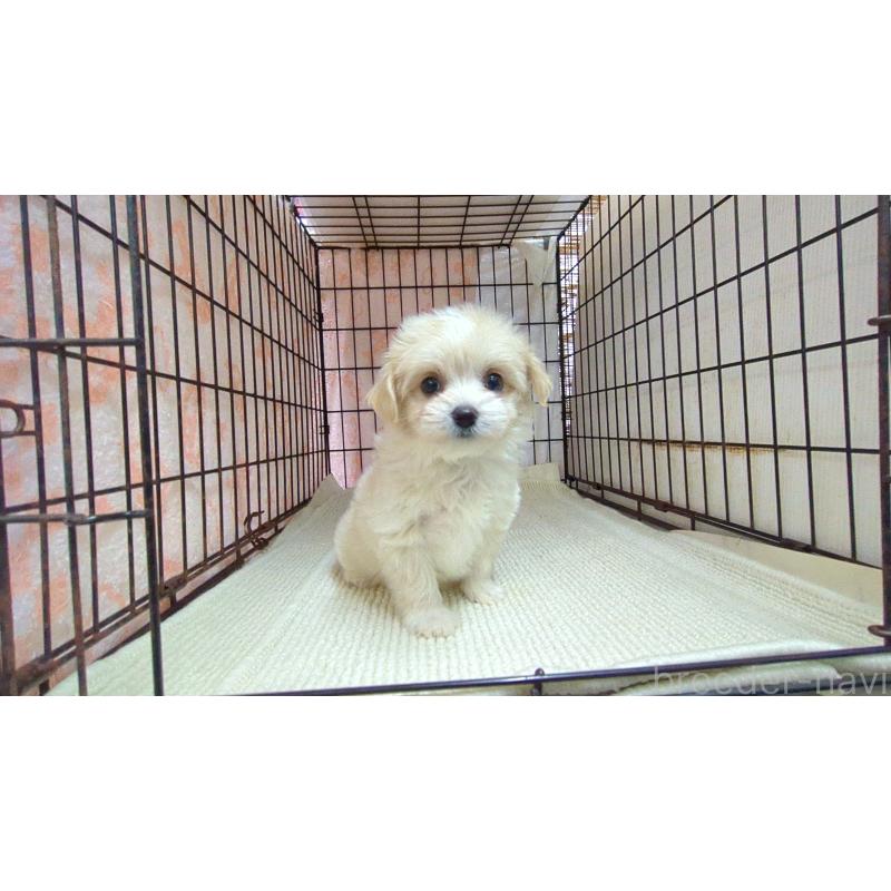 販売中の茨城県のチワマル:チワワ×マルチーズ-435539の4枚目