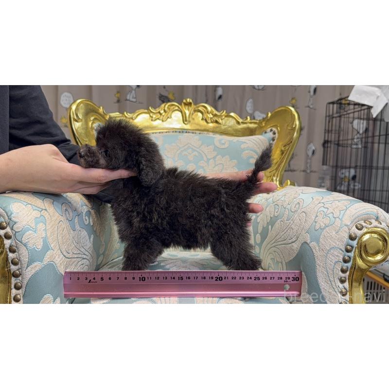 販売中の新潟県のティーカッププードル-435540の11枚目