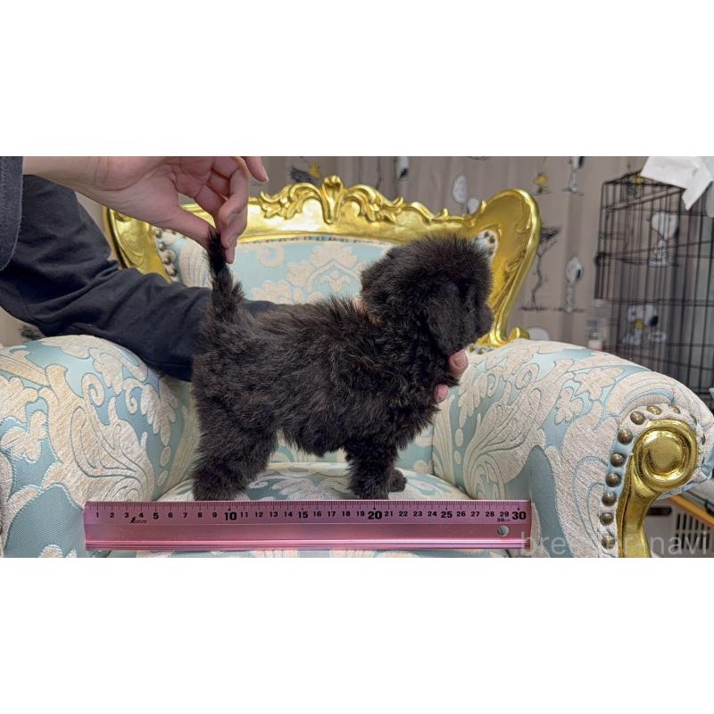 販売中の新潟県のティーカッププードル-435540の10枚目