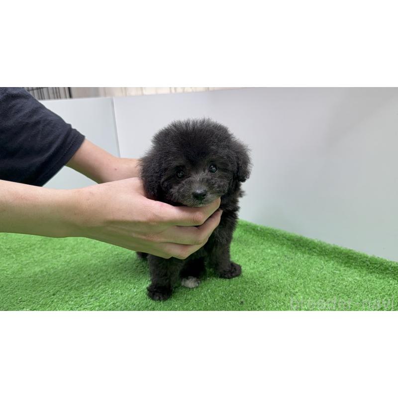 販売中の新潟県のティーカッププードル-435540の9枚目