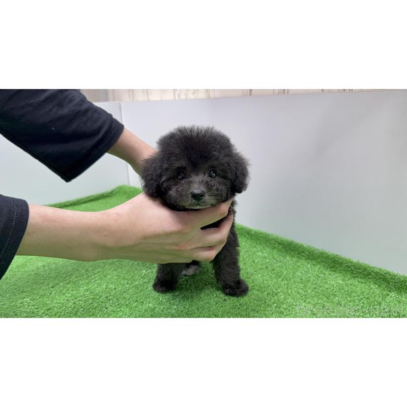 販売中の新潟県のティーカッププードル-435540の8枚目