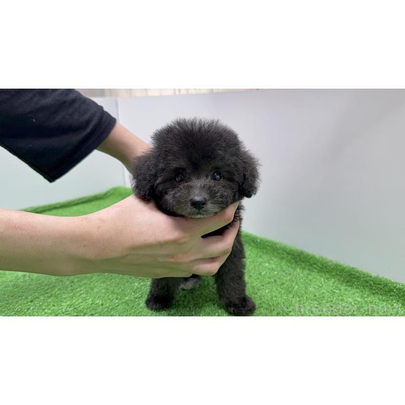 販売中の新潟県のティーカッププードル-435540の4枚目