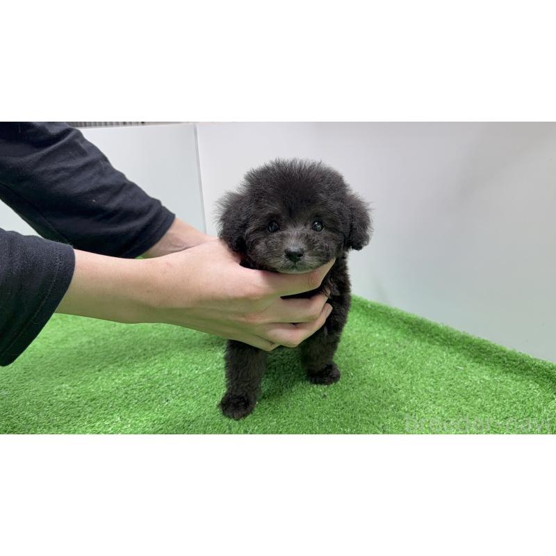 販売中の新潟県のティーカッププードル-435540の3枚目