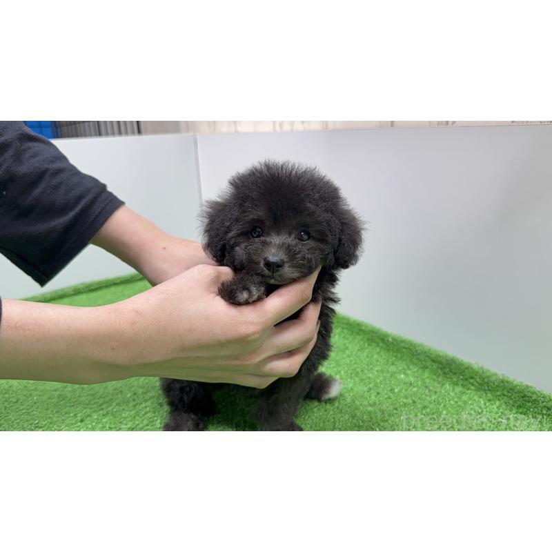 販売中の新潟県のティーカッププードル-435540の2枚目