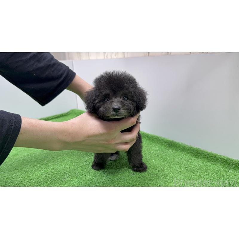 販売中の東京都のティーカッププードル-435541の4枚目