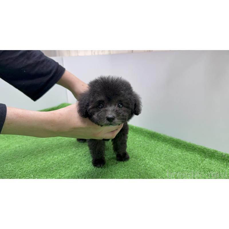 販売中の東京都のティーカッププードル-435541の3枚目