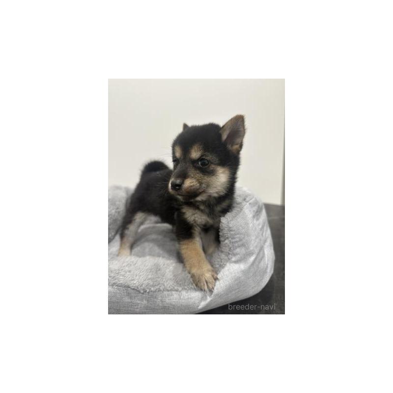 販売中の兵庫県の豆柴-435374の6枚目