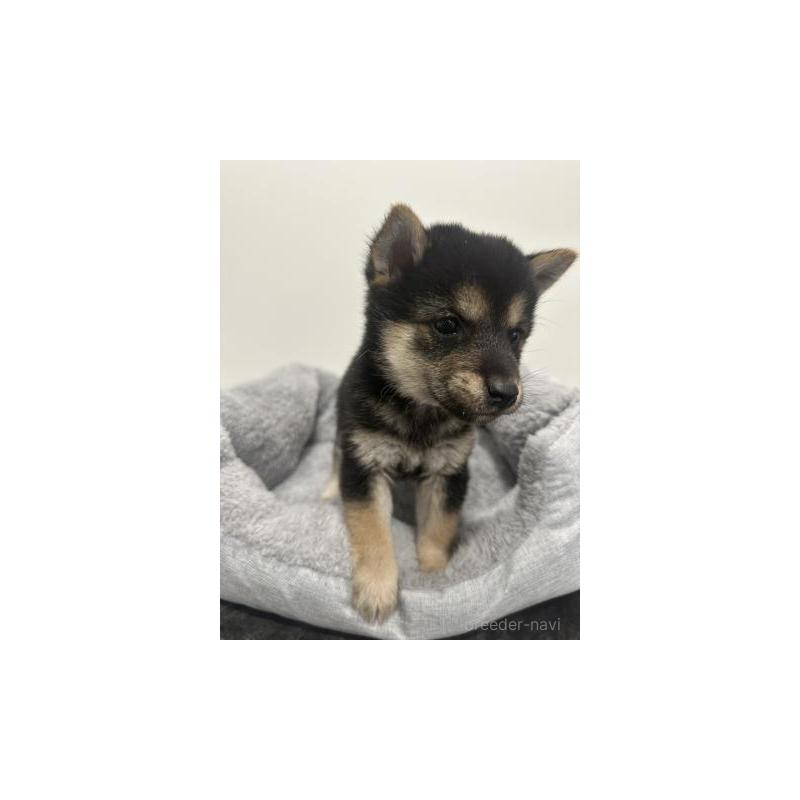 販売中の兵庫県の豆柴-435374の5枚目