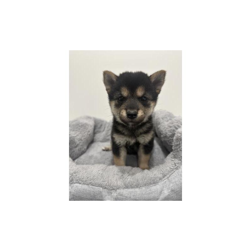 販売中の兵庫県の豆柴-435374の2枚目