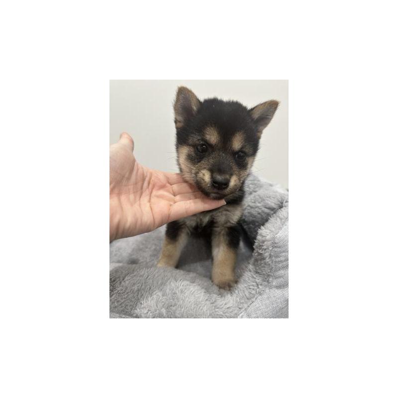 販売中の兵庫県の豆柴-435374の3枚目