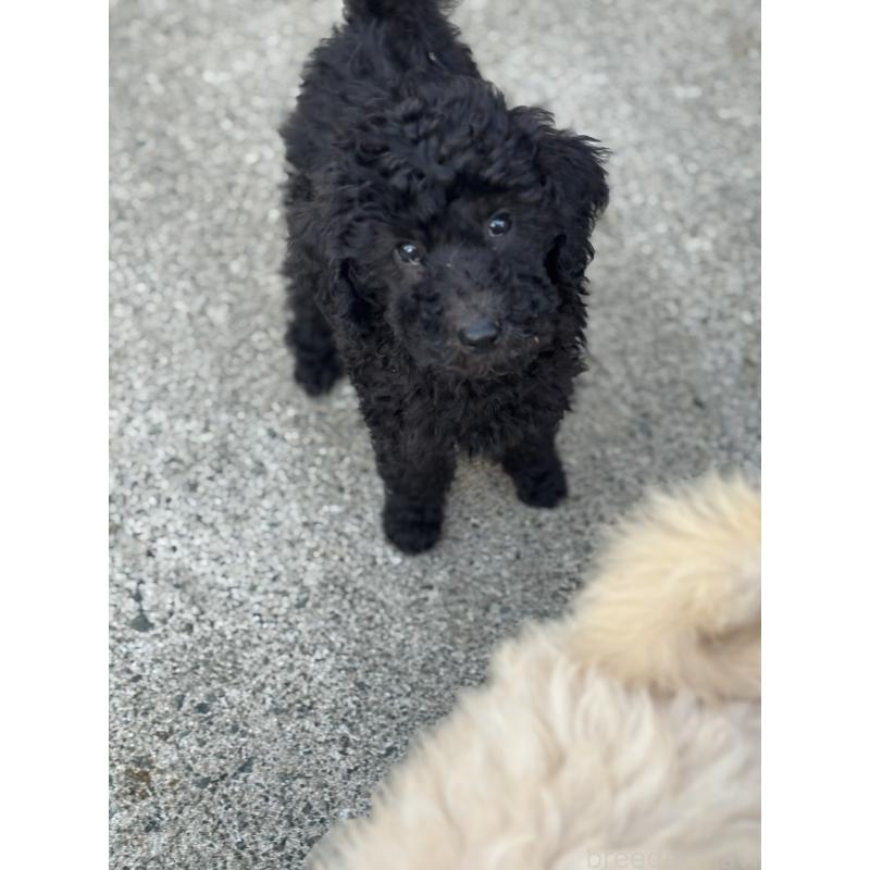 成約済の福岡県のスタンダードプードル-430303の4枚目