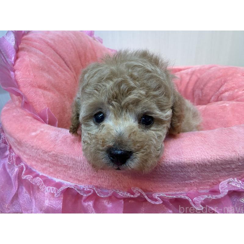 販売中の埼玉県のトイプードル-435542の4枚目