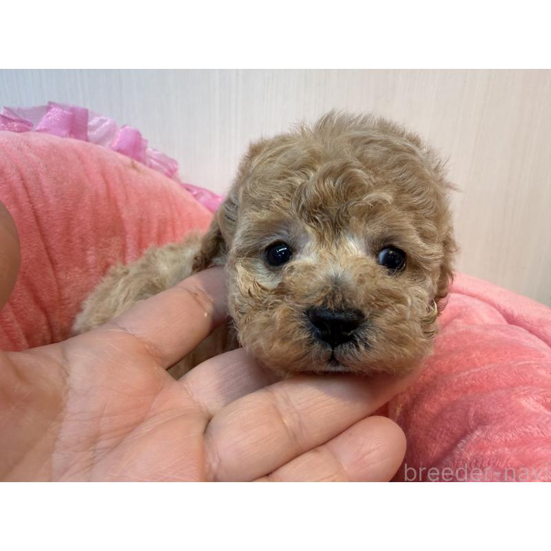 販売中の埼玉県のトイプードル-435542の3枚目