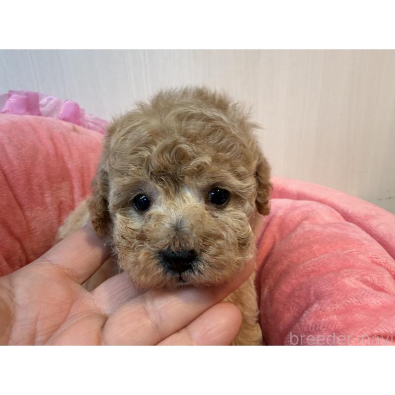 販売中の埼玉県のトイプードル-435542の2枚目
