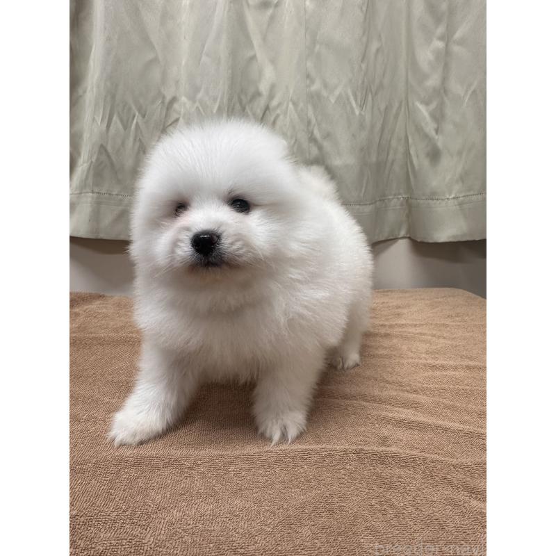 販売中の茨城県のミックス犬-435545の3枚目