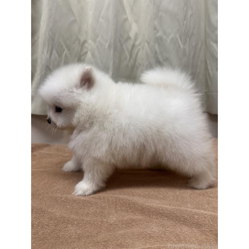 販売中の茨城県のミックス犬-435545の2枚目