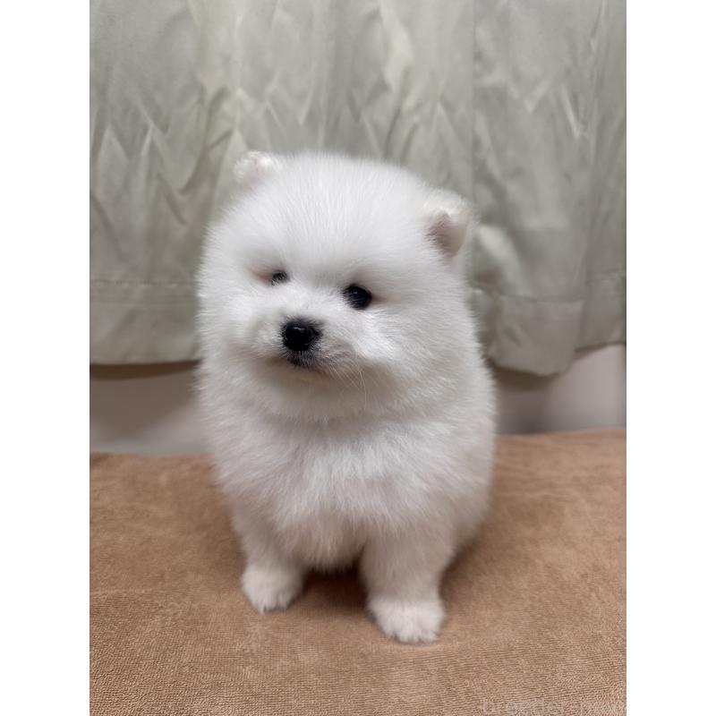 販売中の茨城県のミックス犬-435546の4枚目