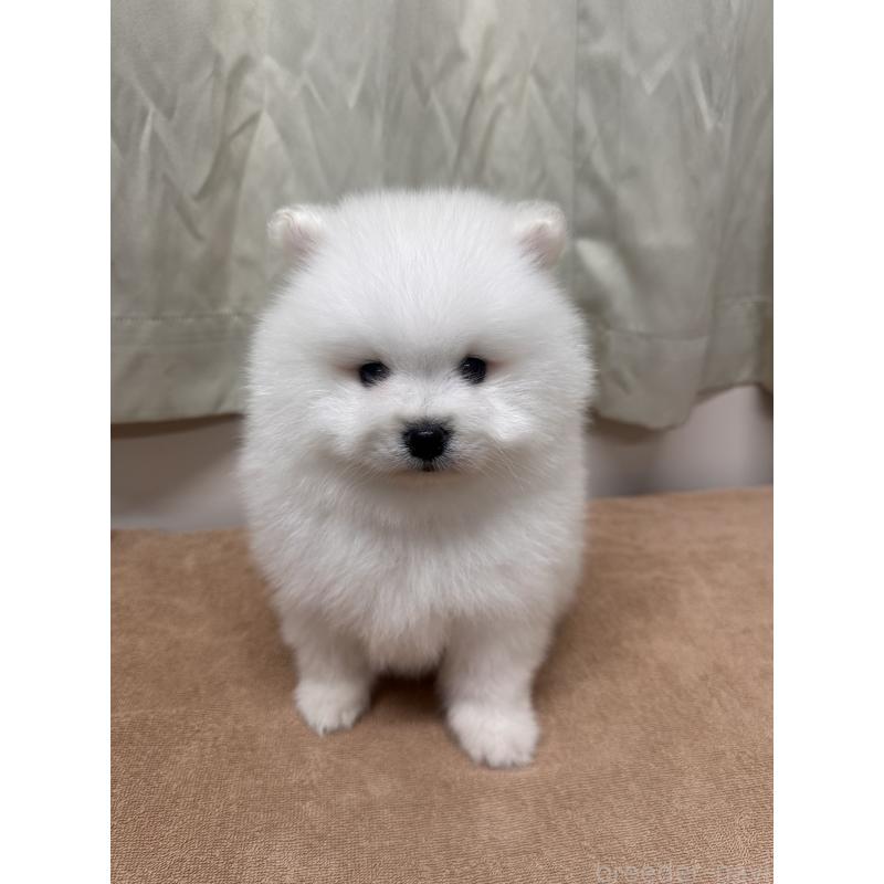 販売中の茨城県のミックス犬-435546の3枚目