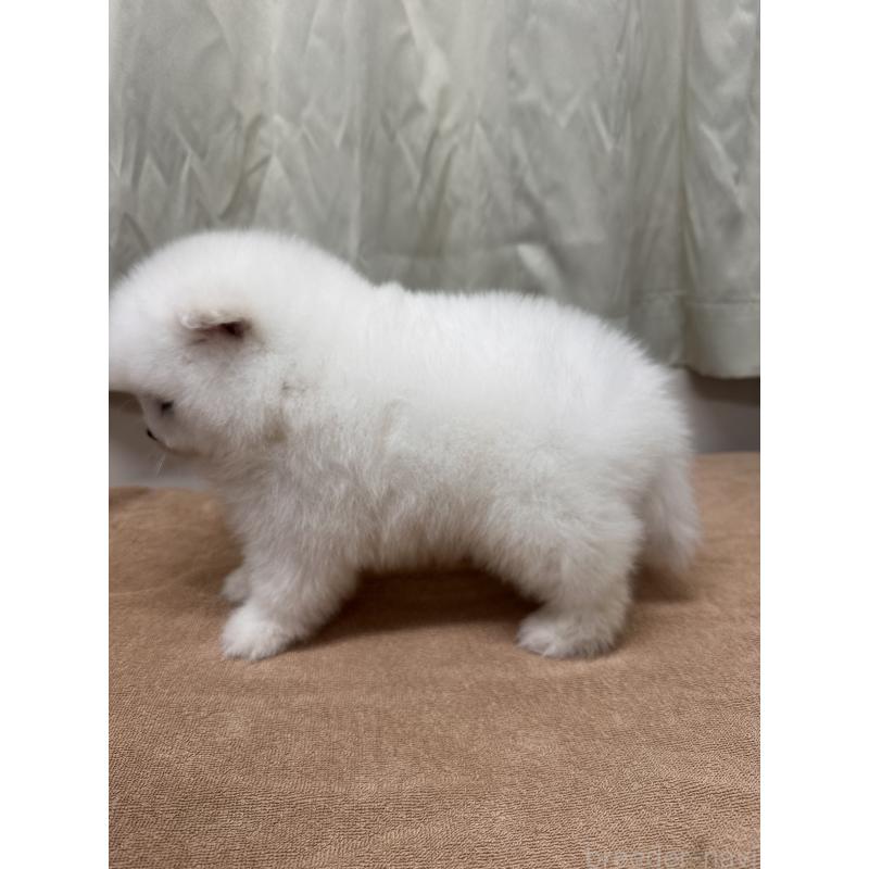 販売中の茨城県のミックス犬-435546の2枚目