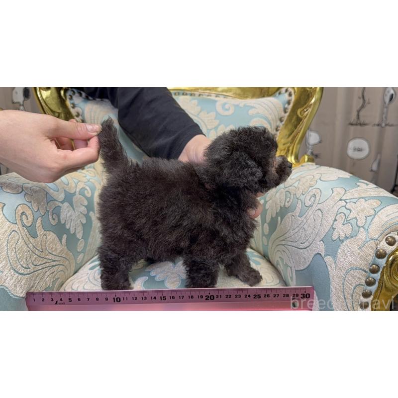 販売中の新潟県のティーカッププードル-435547の3枚目