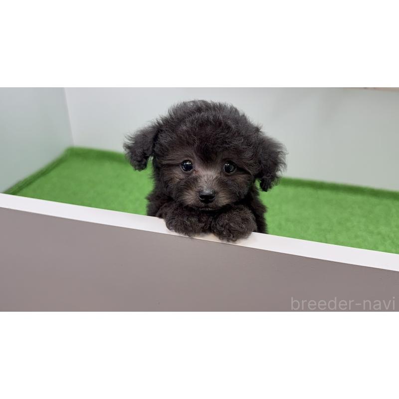 販売中の新潟県のティーカッププードル-435547の2枚目