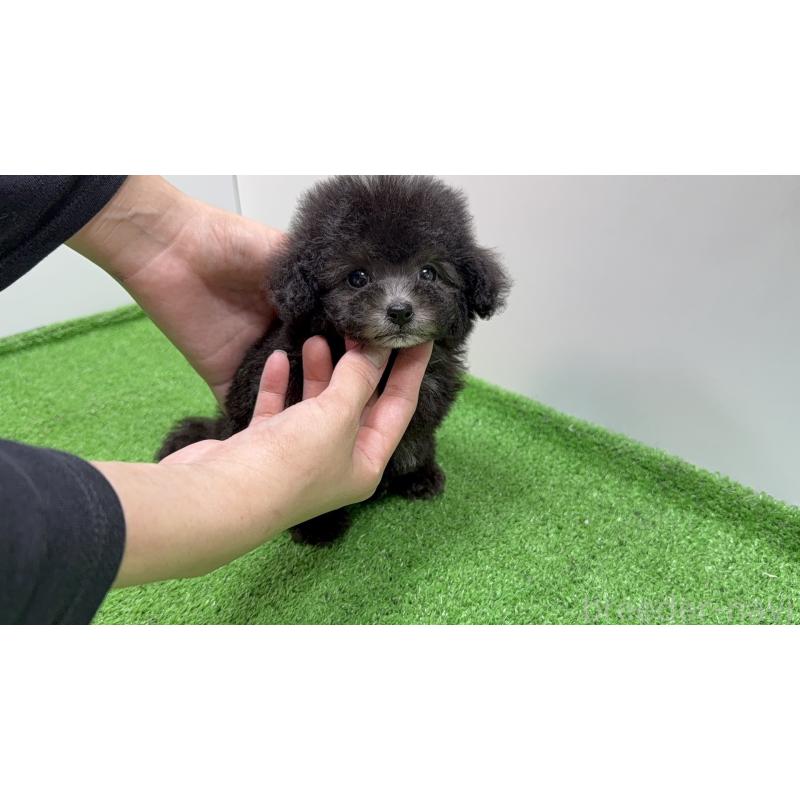 販売中の新潟県のティーカッププードル-435548の8枚目