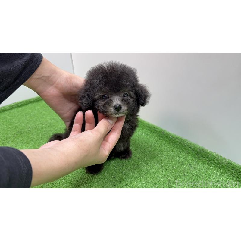 販売中の新潟県のティーカッププードル-435548の7枚目