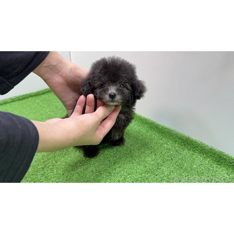 販売中の新潟県のティーカッププードル-435548の6枚目