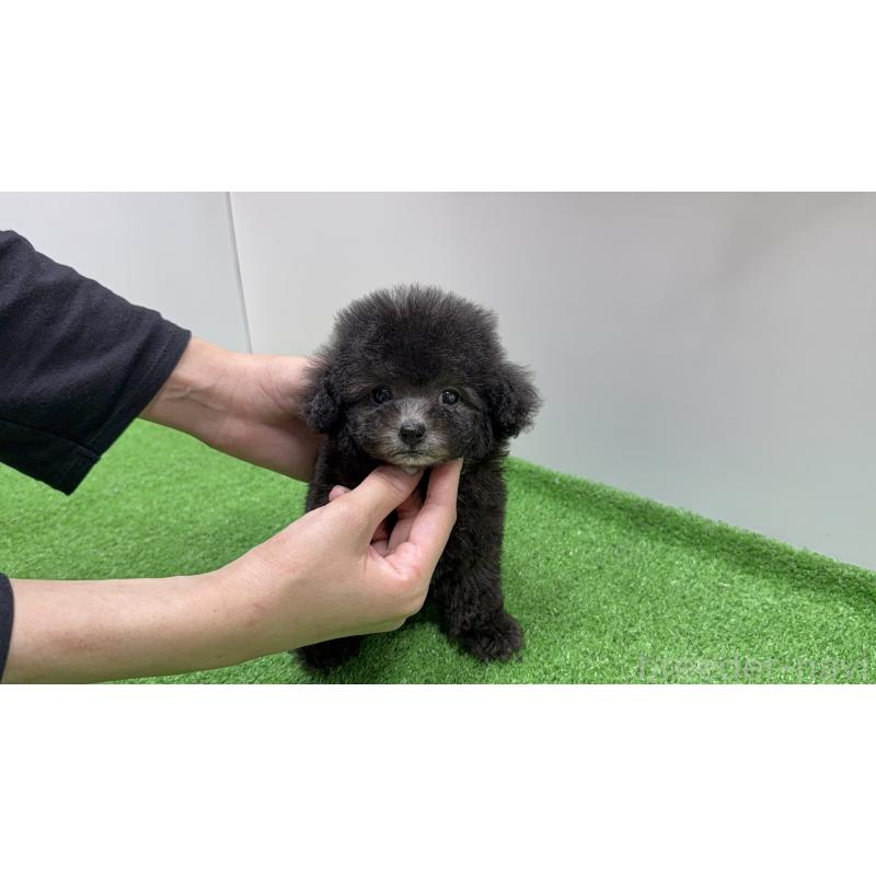 販売中の新潟県のティーカッププードル-435548の5枚目