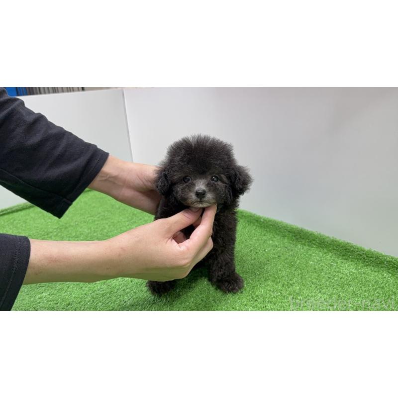 販売中の新潟県のティーカッププードル-435548の3枚目