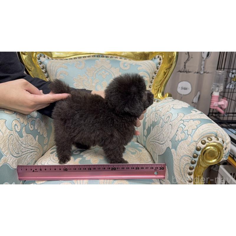 販売中の新潟県のティーカッププードル-435548の2枚目