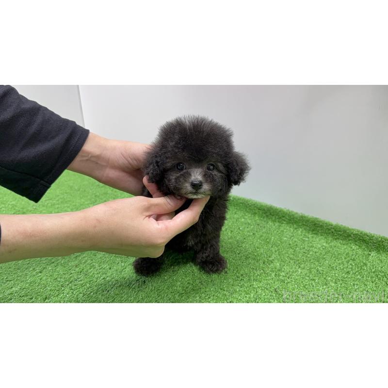 販売中の東京都のティーカッププードル-435549の3枚目