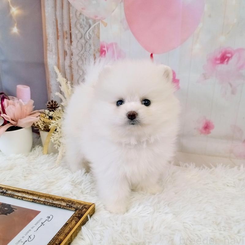 成約済の和歌山県のポメラニアン-431286の11枚目