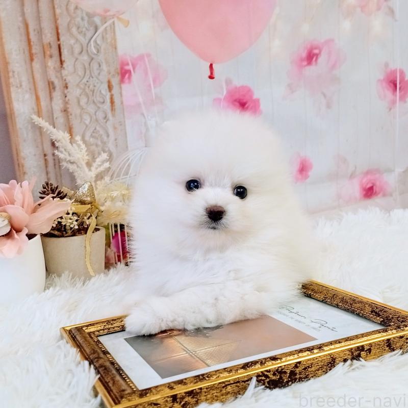 成約済の和歌山県のポメラニアン-431286の10枚目