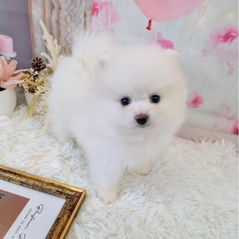 成約済の和歌山県のポメラニアン-431286の9枚目