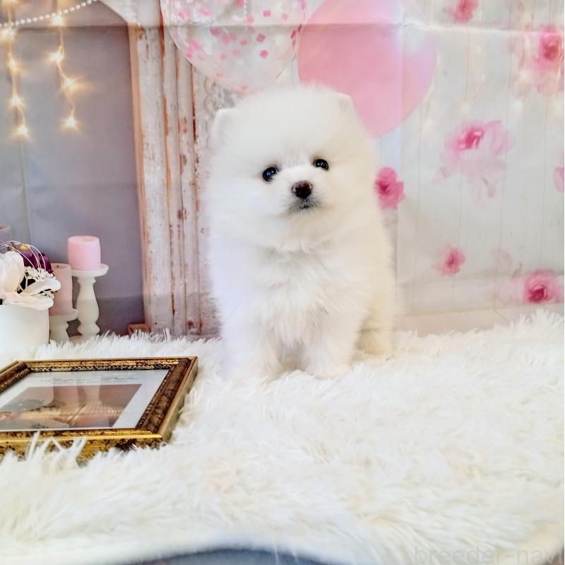 成約済の和歌山県のポメラニアン-431286の7枚目