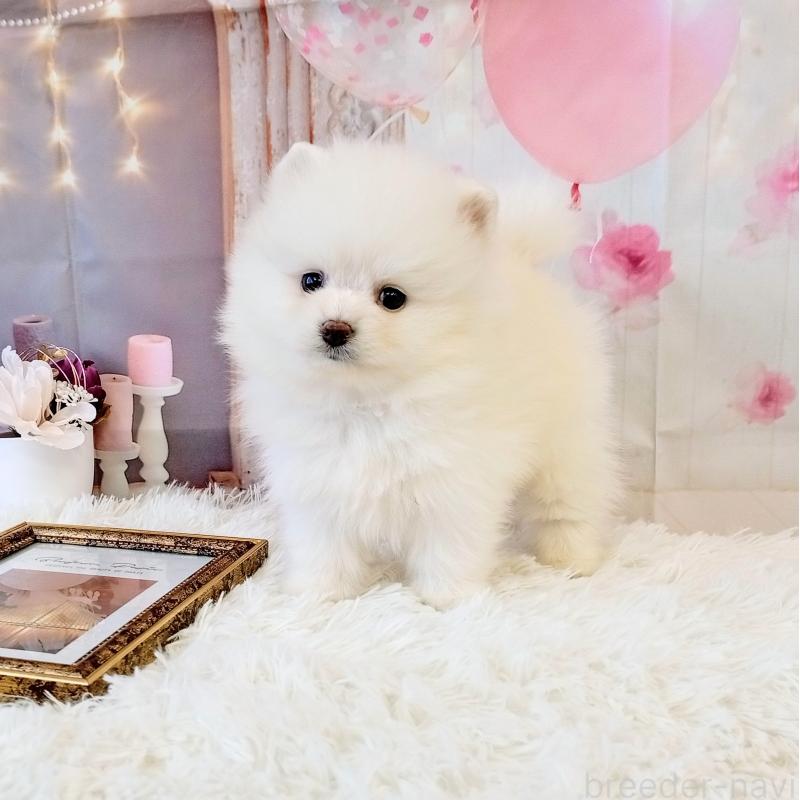 成約済の和歌山県のポメラニアン-431286の6枚目