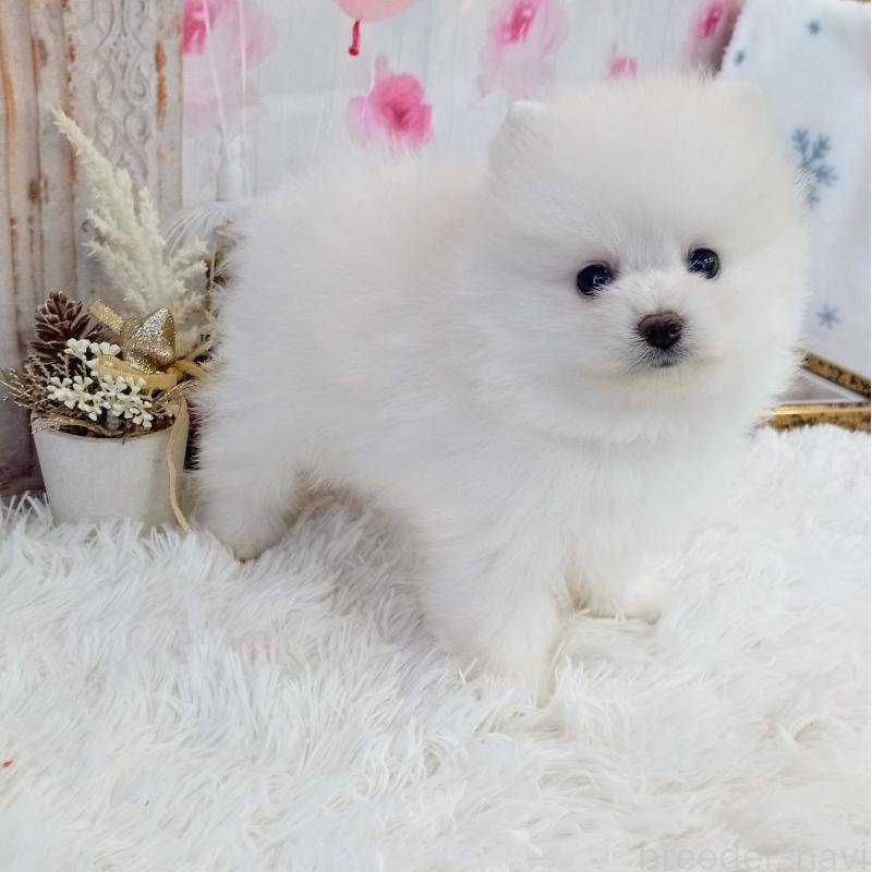 成約済の和歌山県のポメラニアン-431286の5枚目