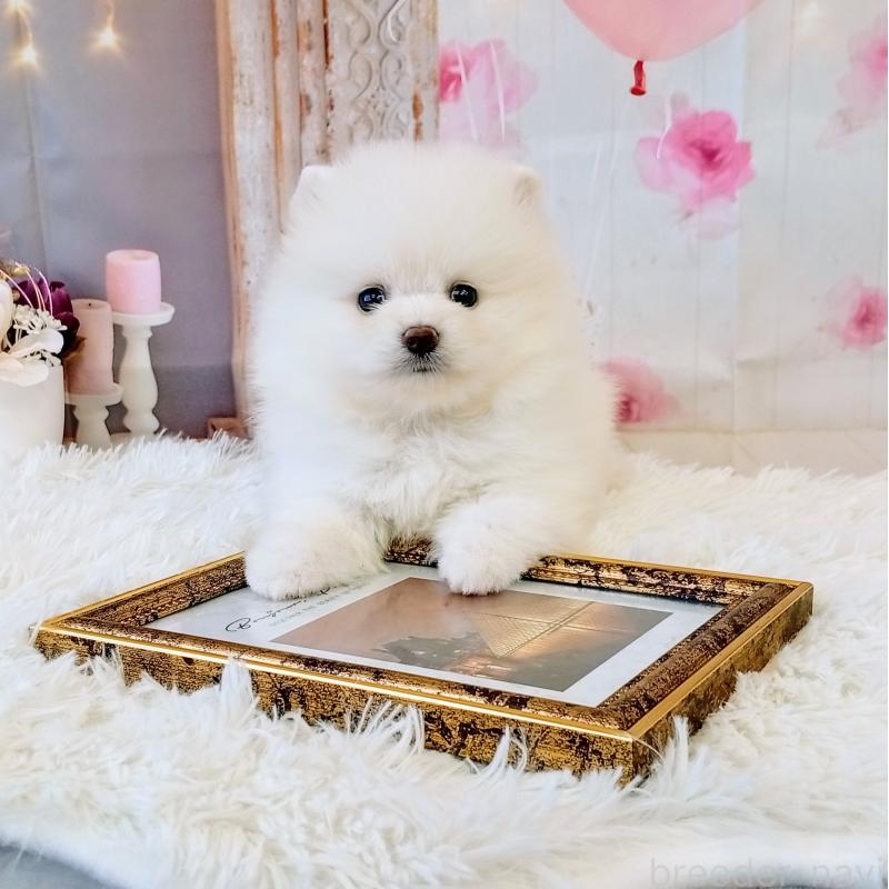 成約済の和歌山県のポメラニアン-431286の4枚目