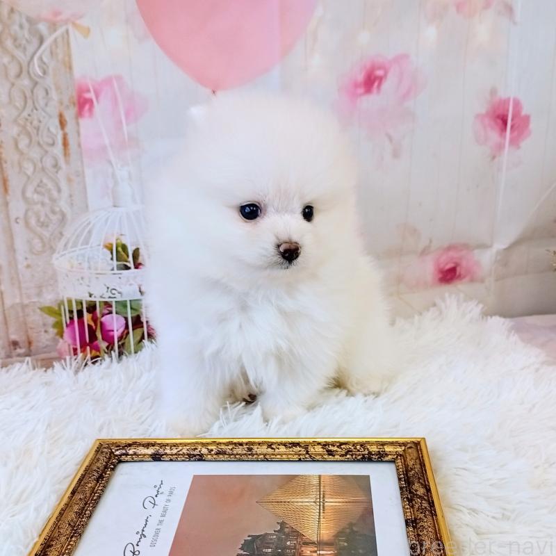 成約済の和歌山県のポメラニアン-431286の3枚目