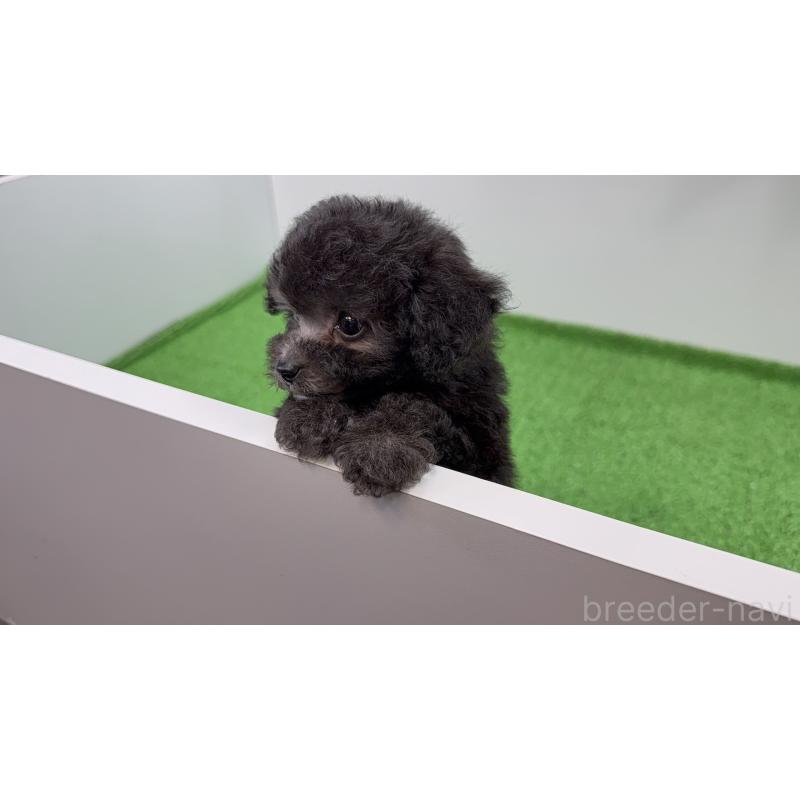 販売中の東京都のティーカッププードル-435550の4枚目