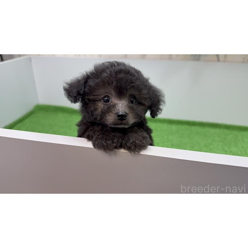 販売中の東京都のティーカッププードル-435550の2枚目