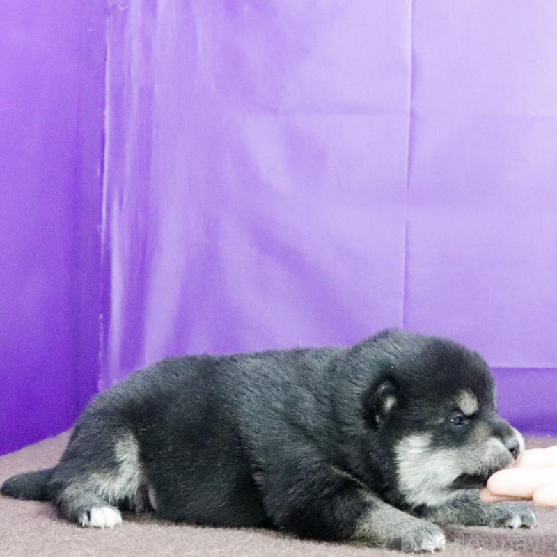 販売中の愛知県の柴犬-435553の3枚目