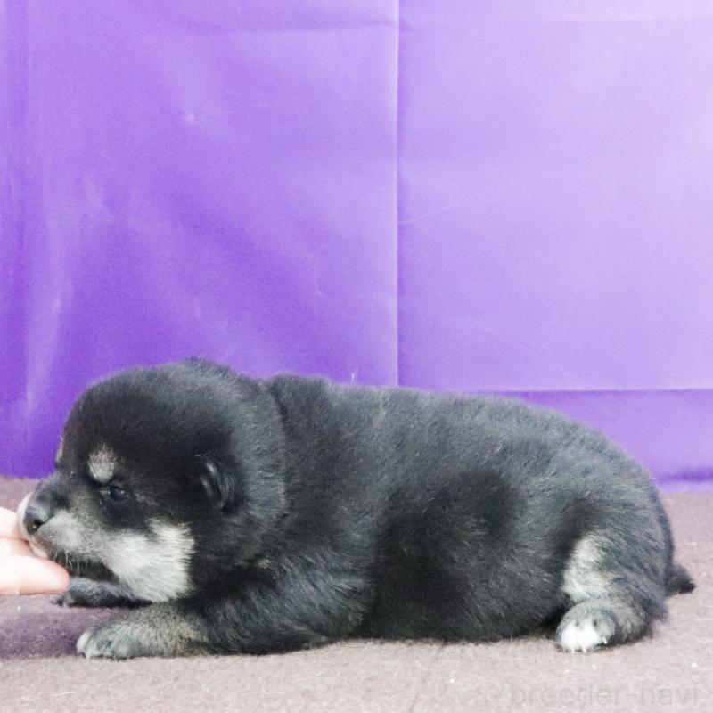 販売中の愛知県の柴犬-435553の2枚目