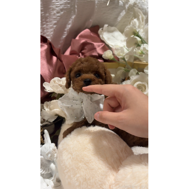 販売中の大阪府のティーカッププードル-433924の6枚目