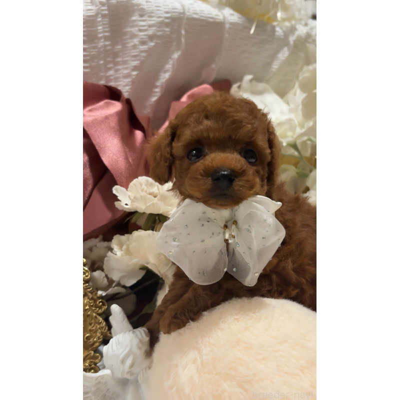 販売中の大阪府のティーカッププードル-433924の5枚目