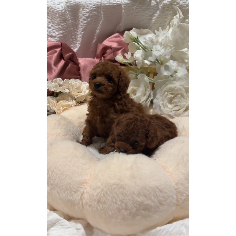 販売中の大阪府のティーカッププードル-433924の4枚目